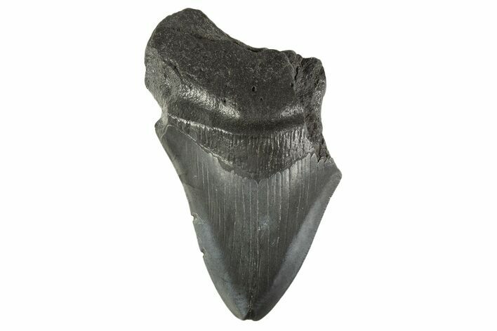 Partial Fossil Megalodon Tooth - South Carolina #332309